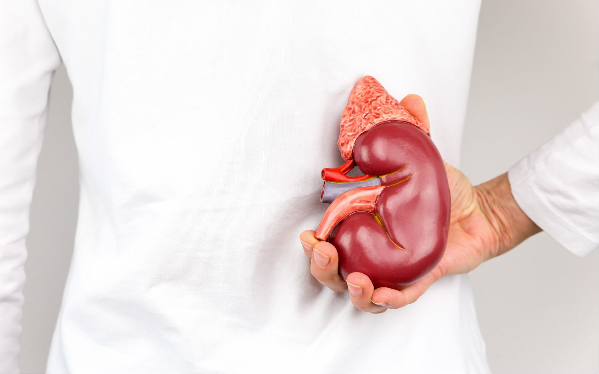 kidney edited